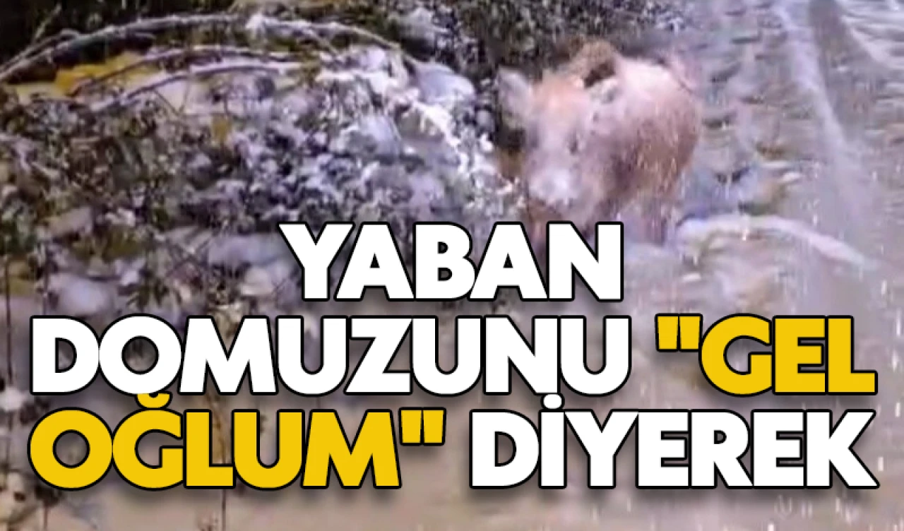 Yaban domuzunu "gel oğlum" diyerek çağırdı