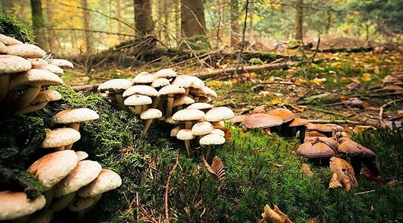 Mantar zehirlenmelerine dikkat