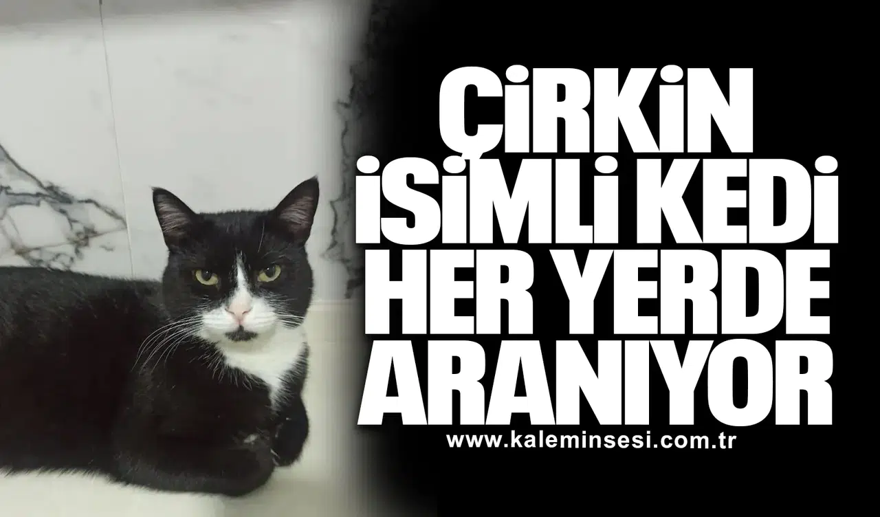 Çirkin isimli kedi her yerde aranıyor