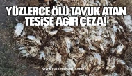 Yüzlerce Ölü Tavuk Atan Tesise Ağır Ceza!