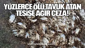 Yüzlerce Ölü Tavuk Atan Tesise Ağır Ceza!