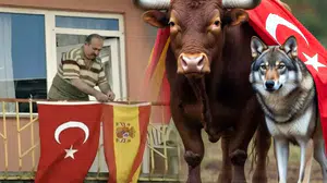 İspanyollar, Türkiye için imza toplamaya başladı