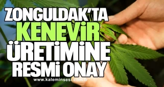 Zonguldak’ta Kenevir Üretimine Resmi Onay