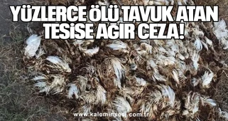 Yüzlerce Ölü Tavuk Atan Tesise Ağır Ceza!