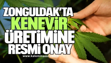 Zonguldak’ta Kenevir Üretimine Resmi Onay