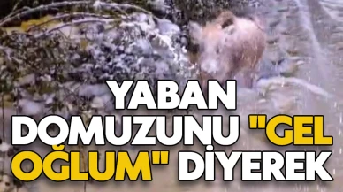Yaban domuzunu "gel oğlum" diyerek çağırdı