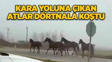 Kara yoluna çıkan atlar dörtnala koştu