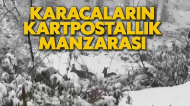 Karacaların kartpostallık manzarası