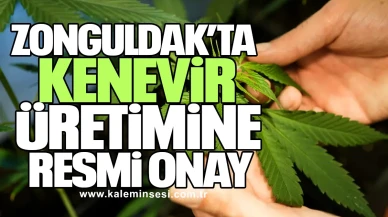 Zonguldak’ta Kenevir Üretimine Resmi Onay
