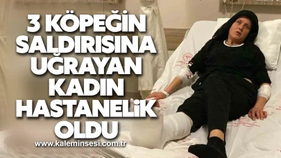 3 köpeğin saldırısına uğrayan kadın hastanelik oldu