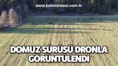 Domuz sürüsü dronla görüntülendi