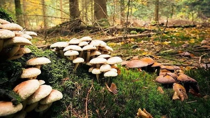 Mantar zehirlenmelerine dikkat