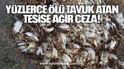 Yüzlerce Ölü Tavuk Atan Tesise Ağır Ceza!