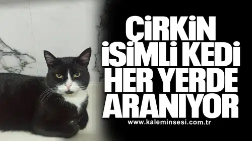 Çirkin isimli kedi her yerde aranıyor