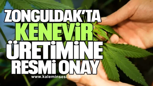 Zonguldak’ta Kenevir Üretimine Resmi Onay