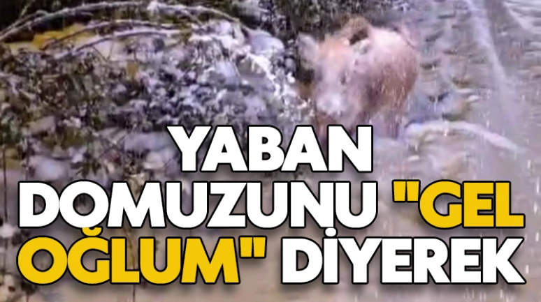 Yaban domuzunu "gel oğlum" diyerek çağırdı
