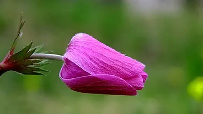 Koparmanın cezası 244 bin TL