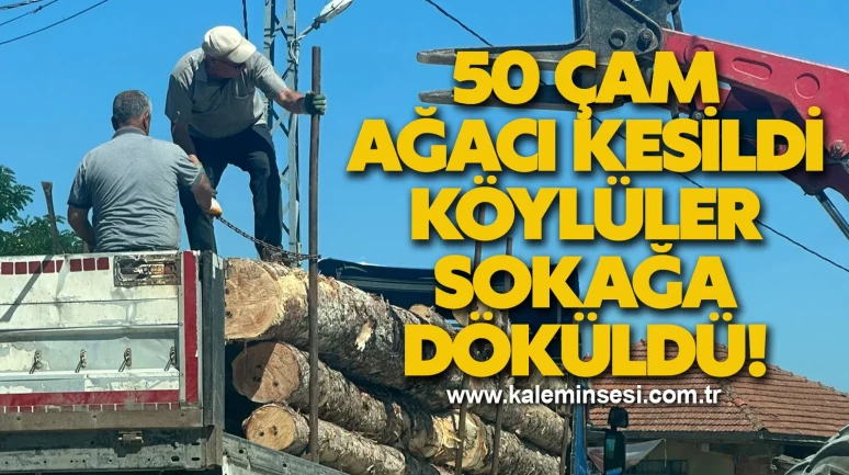 "Çam Ağaçlarının Kesilmesiyle Köylüler Sokağa Döküldü!"