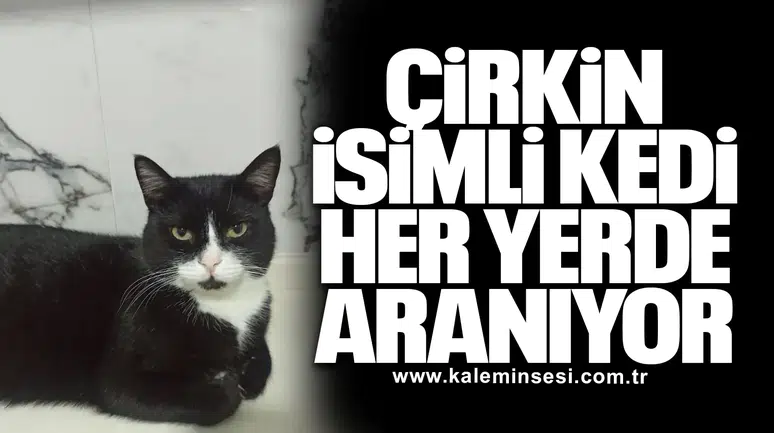 Çirkin isimli kedi her yerde aranıyor